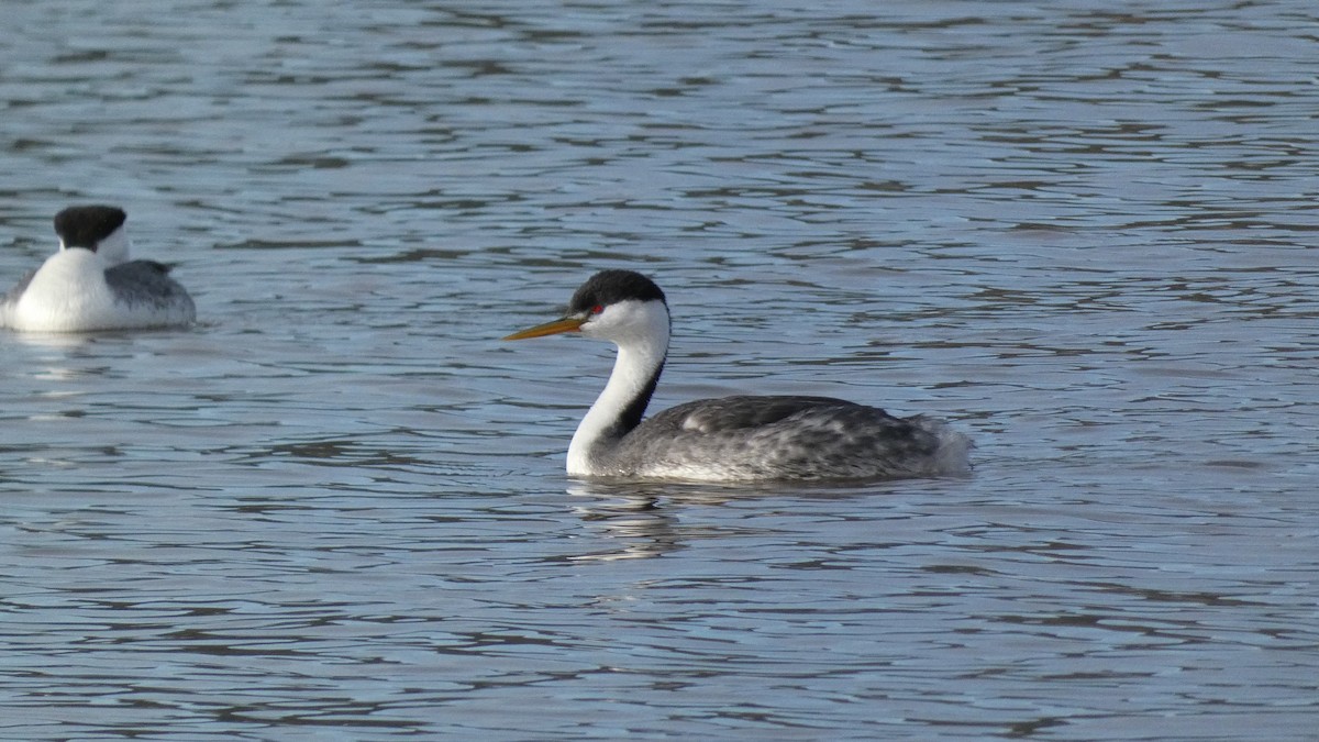 Clark's Grebe - ML539528971