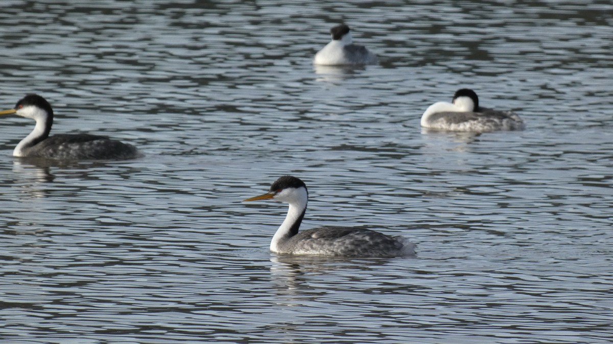 Clark's Grebe - ML539528981