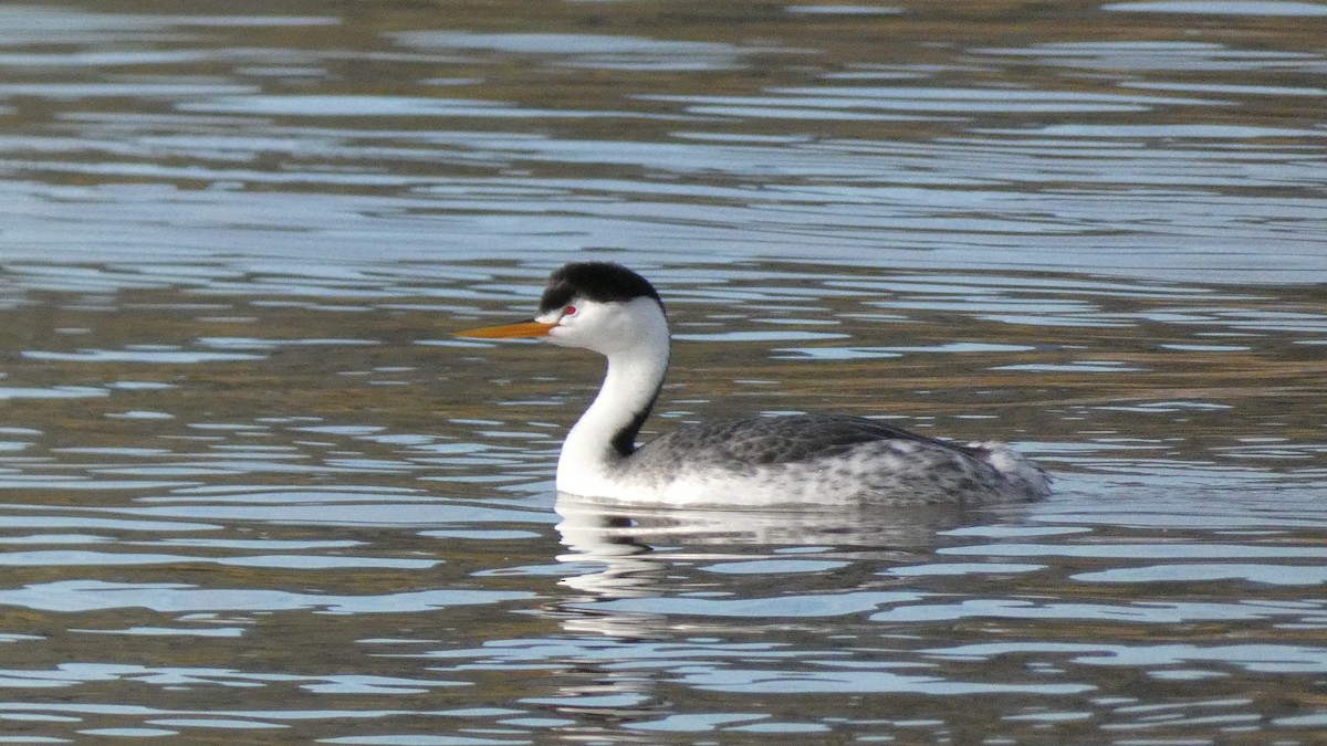 Clark's Grebe - ML539529251