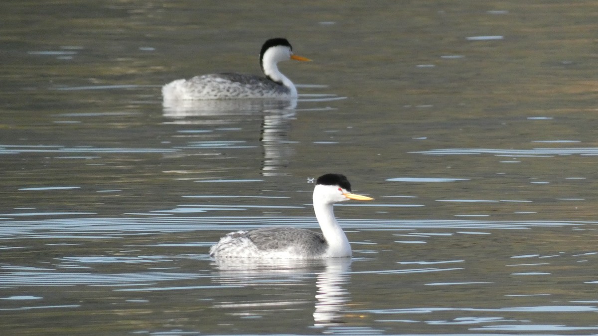 Clark's Grebe - ML539529271