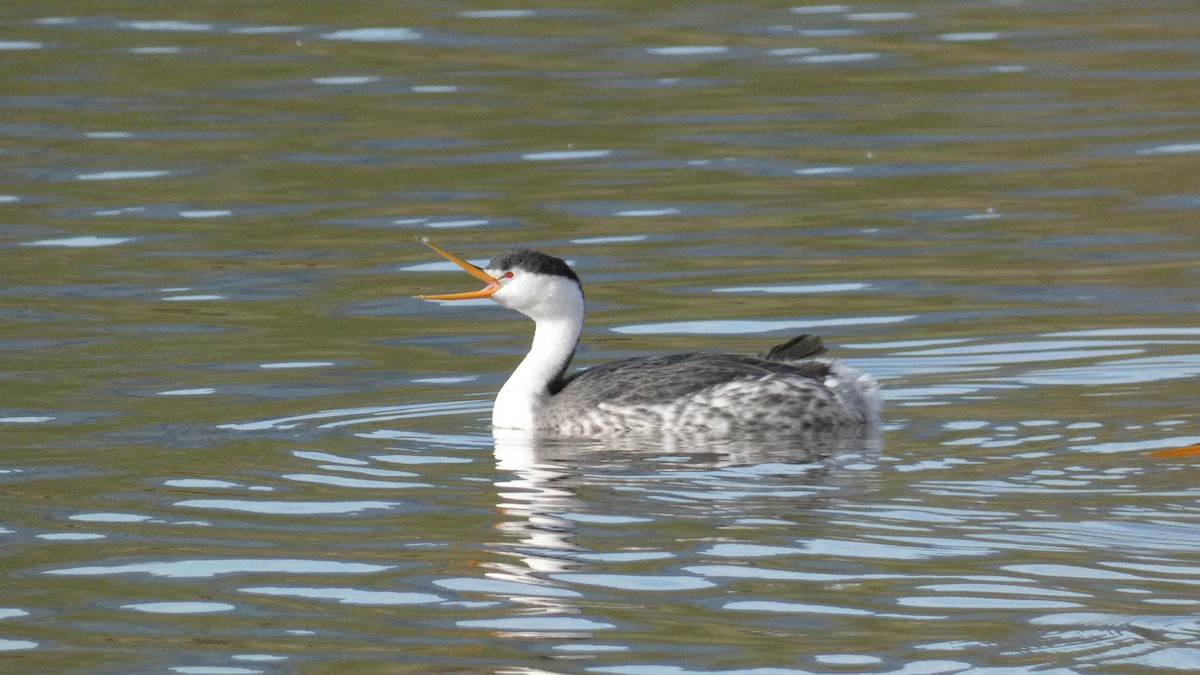 Clark's Grebe - ML539529291