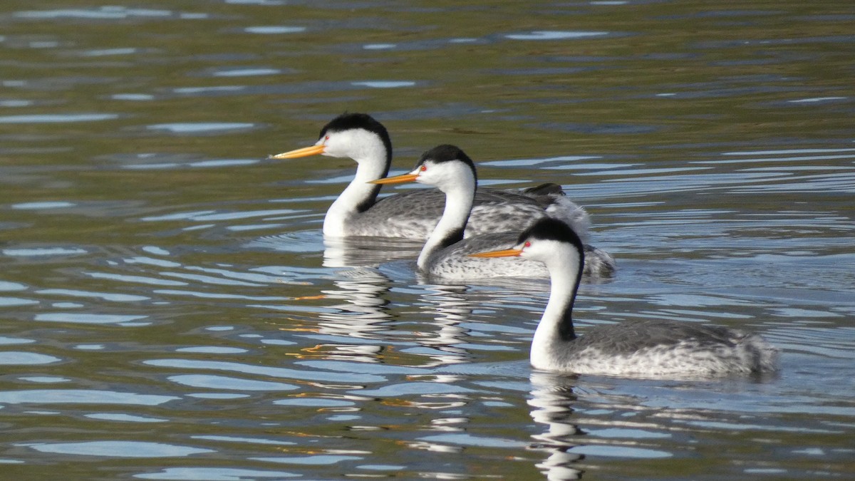 Clark's Grebe - ML539529301