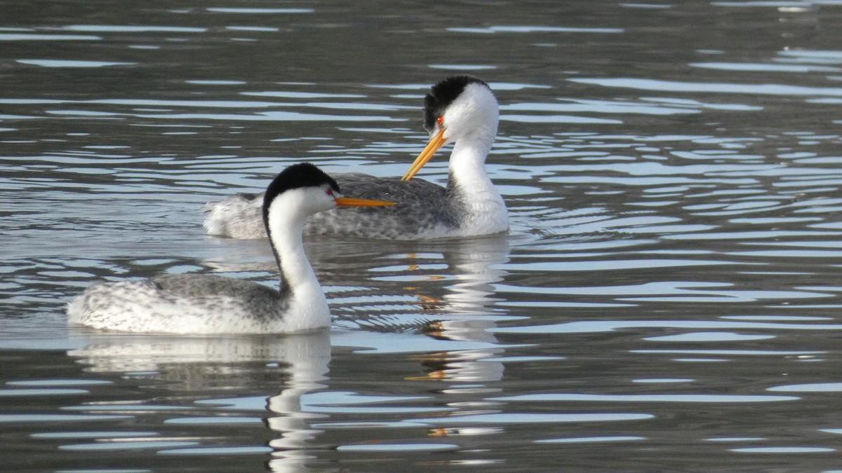 Clark's Grebe - ML539529311