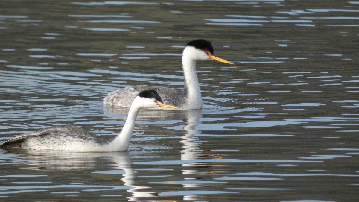 Clark's Grebe - ML539529321