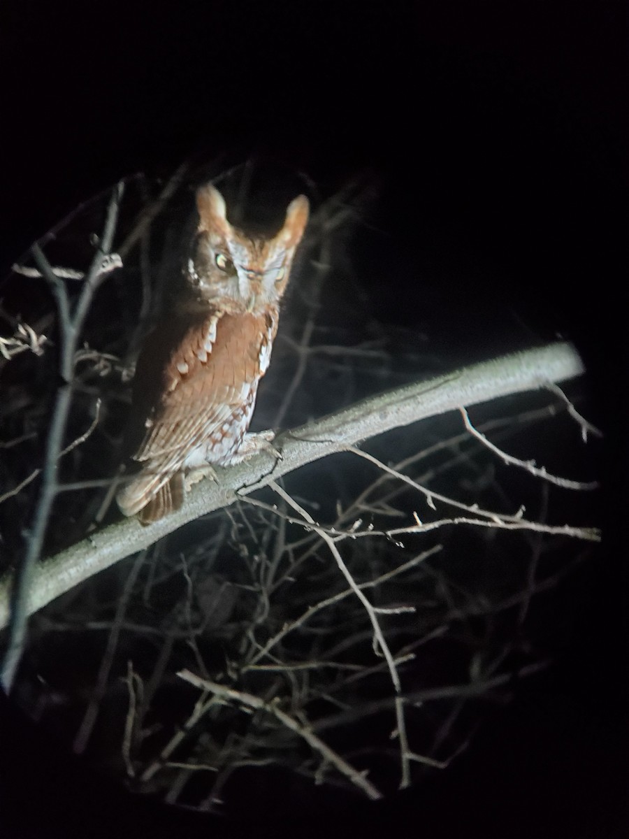 Eastern Screech-Owl - ML539529501