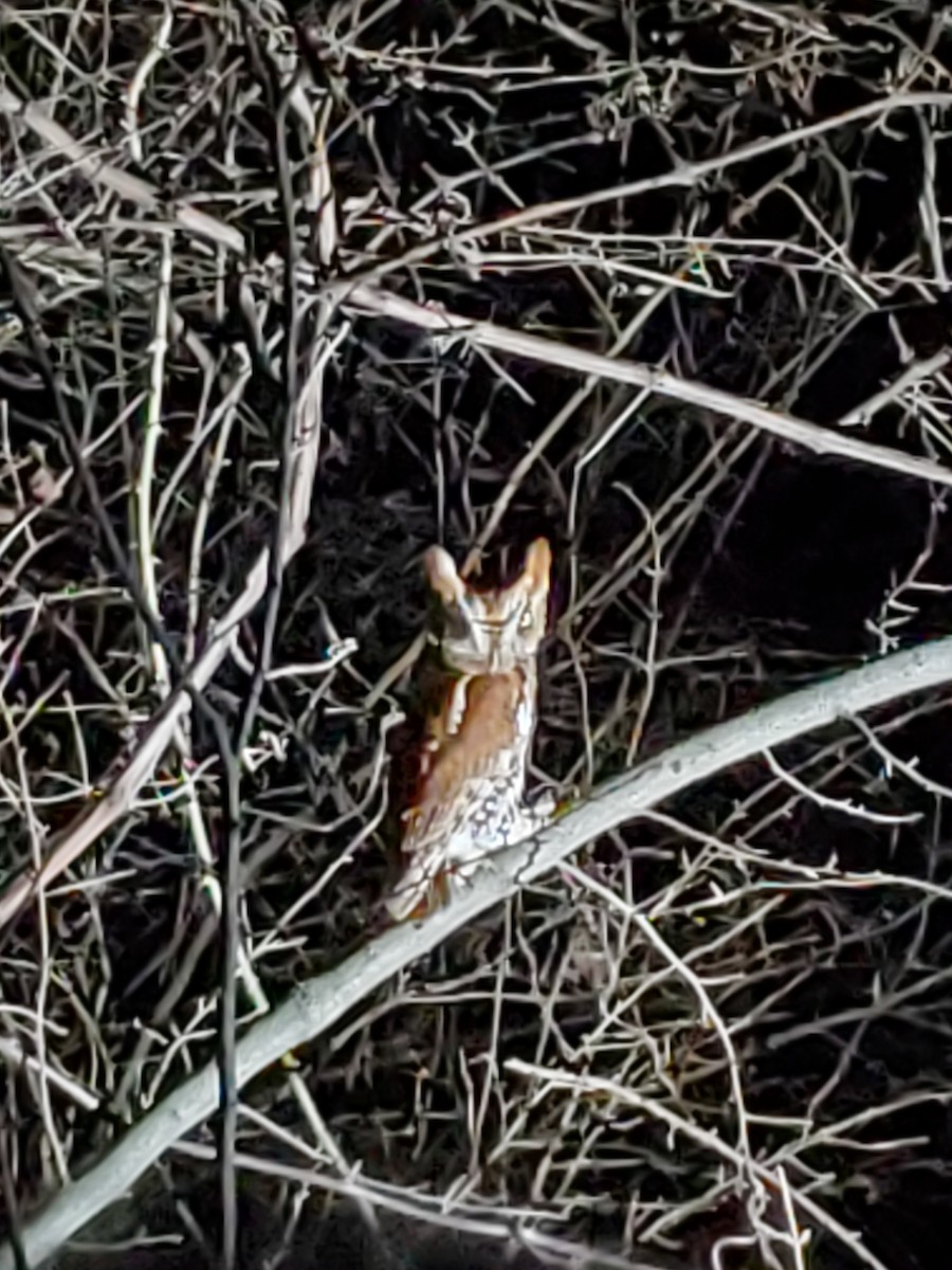 Eastern Screech-Owl - ML539529511