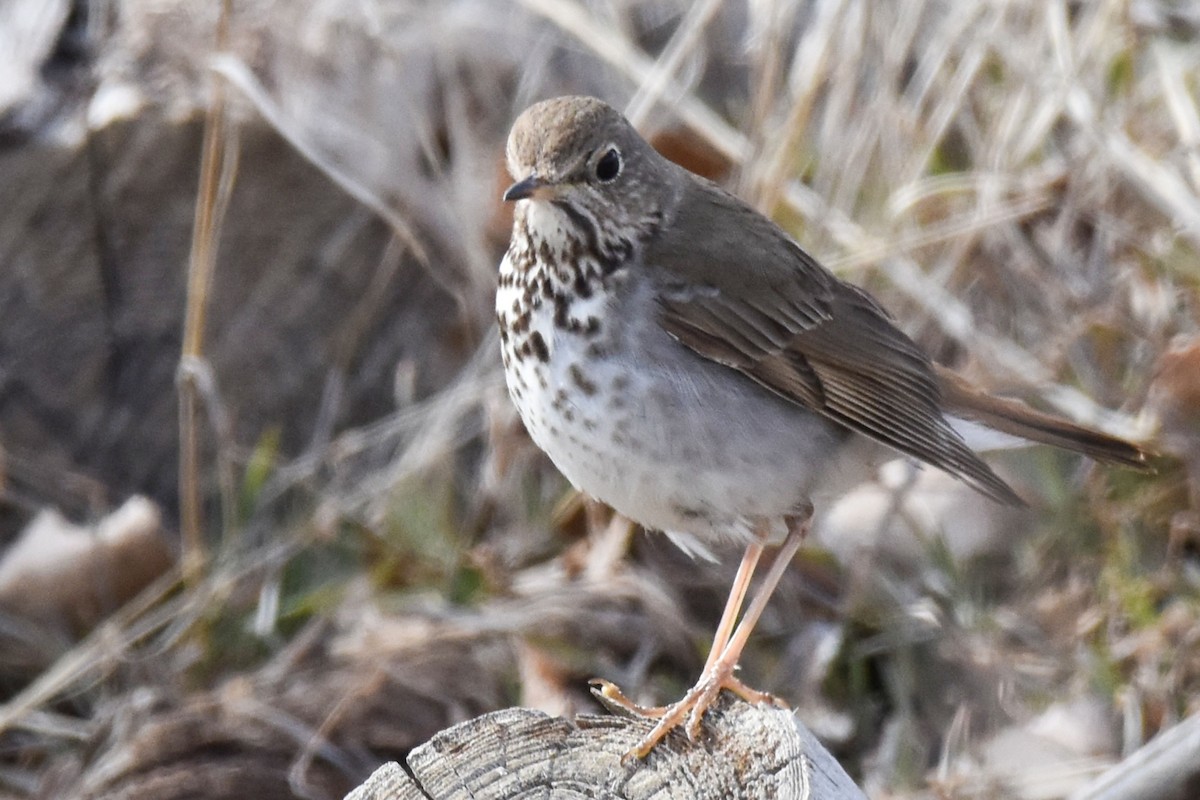 Hermit Thrush - ML539529611