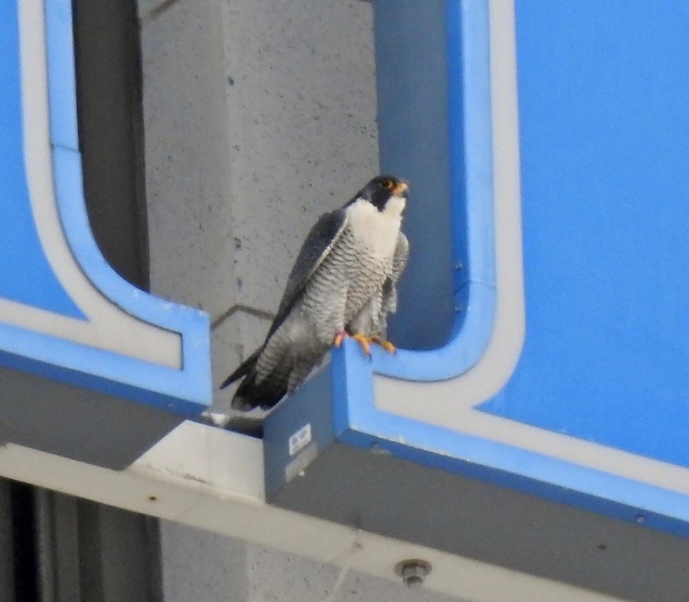 Peregrine Falcon - ML53953031