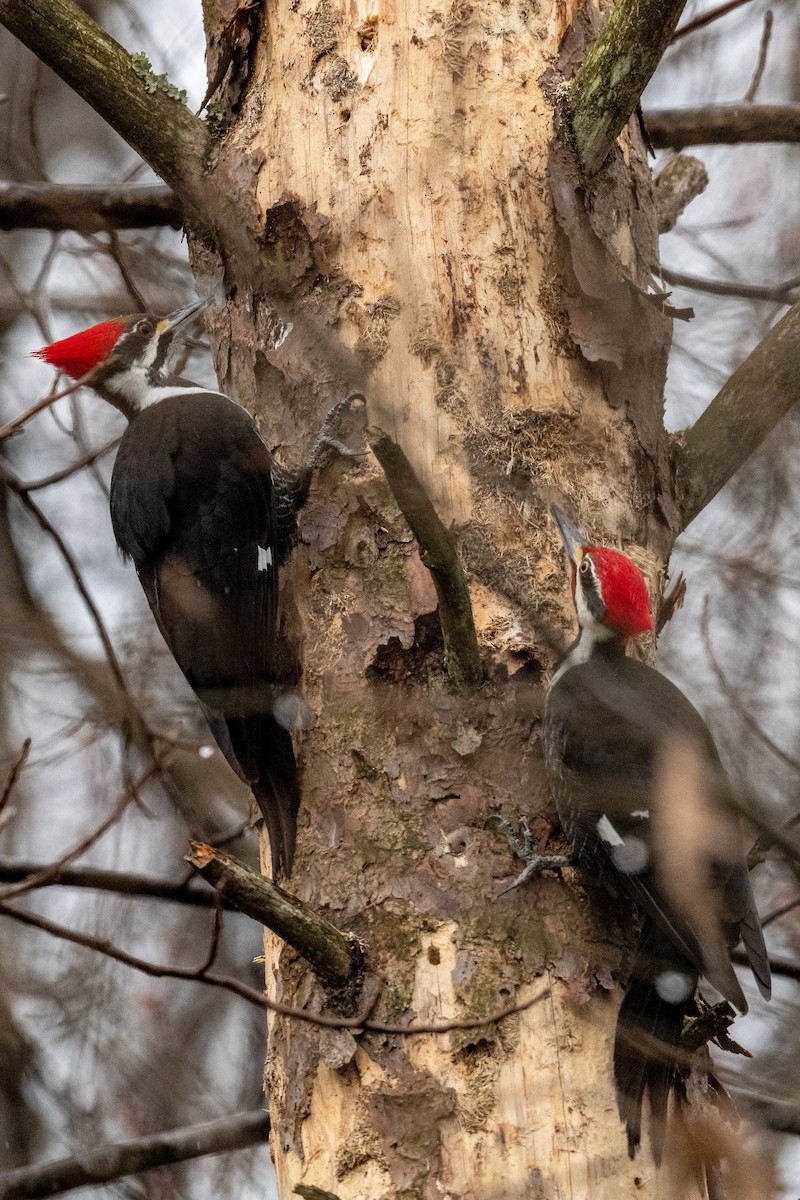 Pileated Woodpecker - ML539530671