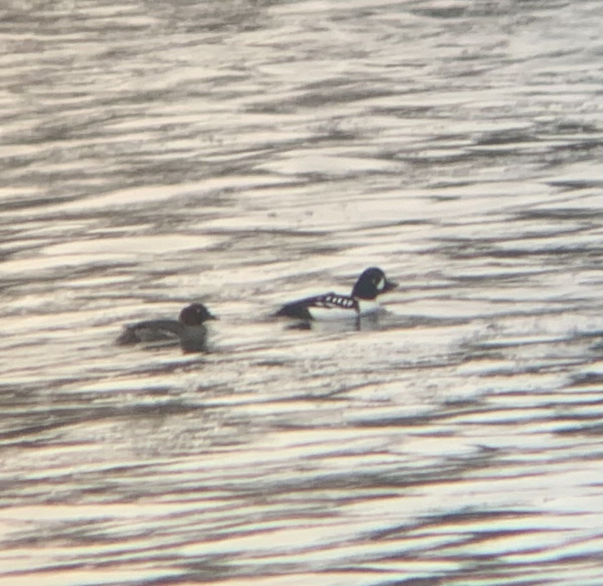 Barrow's Goldeneye - Baxter Naday