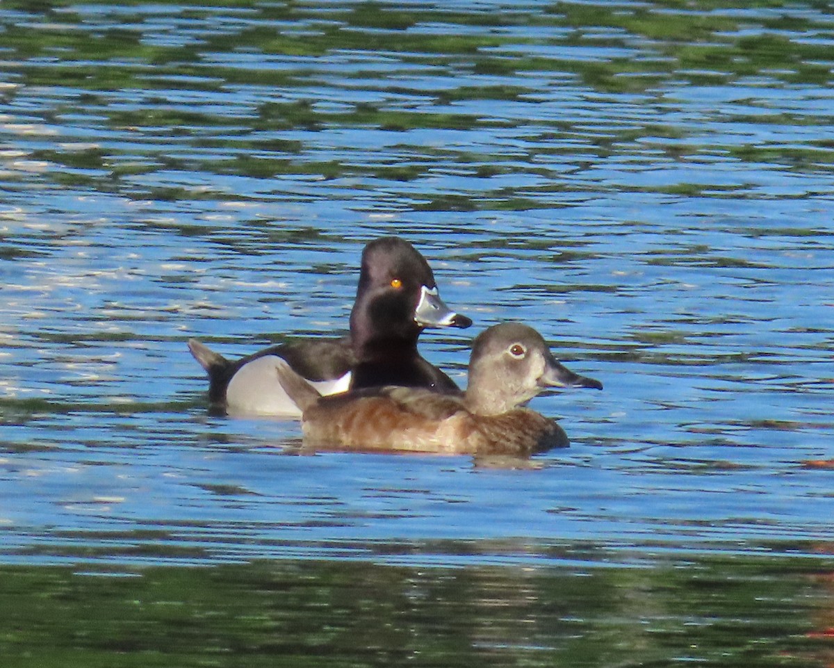 Ring-necked Duck - Laurie Witkin