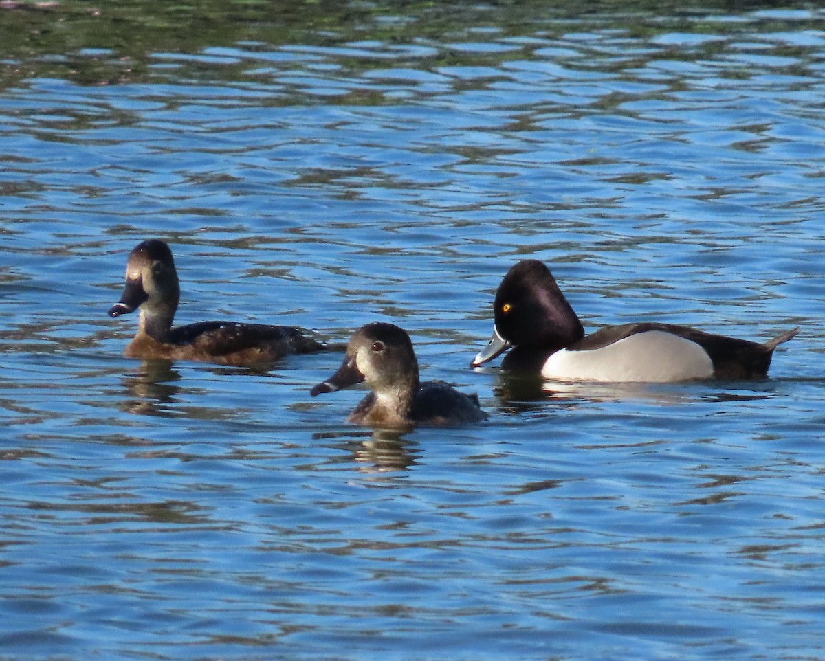 Ring-necked Duck - Laurie Witkin