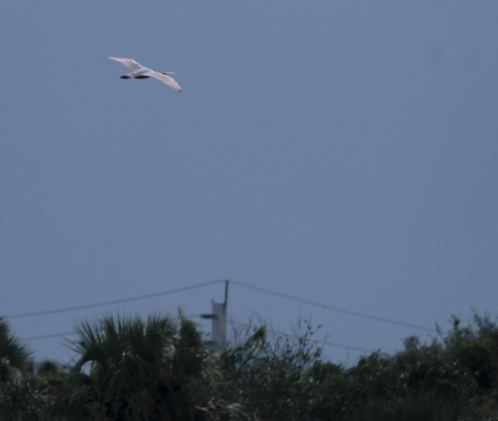 Roseate Spoonbill - ML539531831