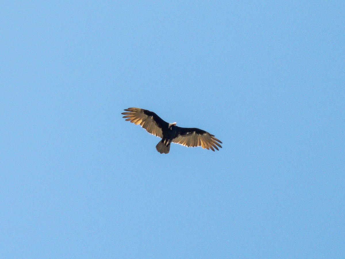 Turkey Vulture - ML539533601