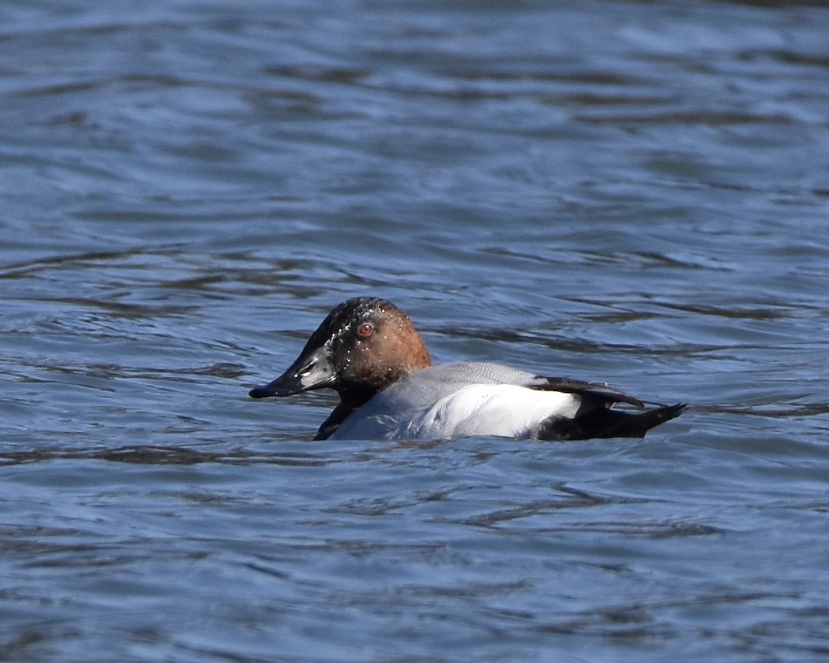 Büyük Elmabaş - ML539535941