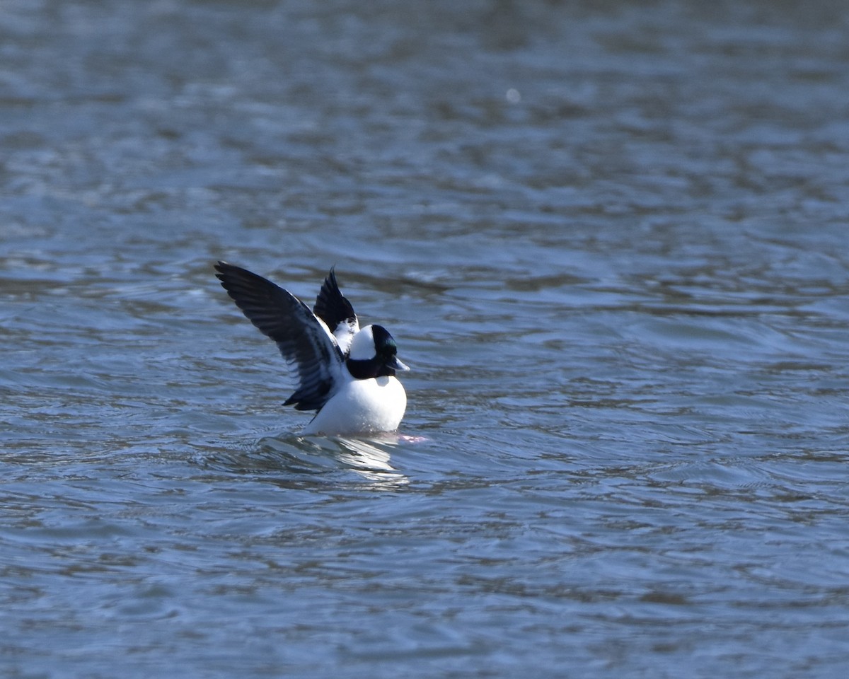 Ak Yanaklı Ördek - ML539536041