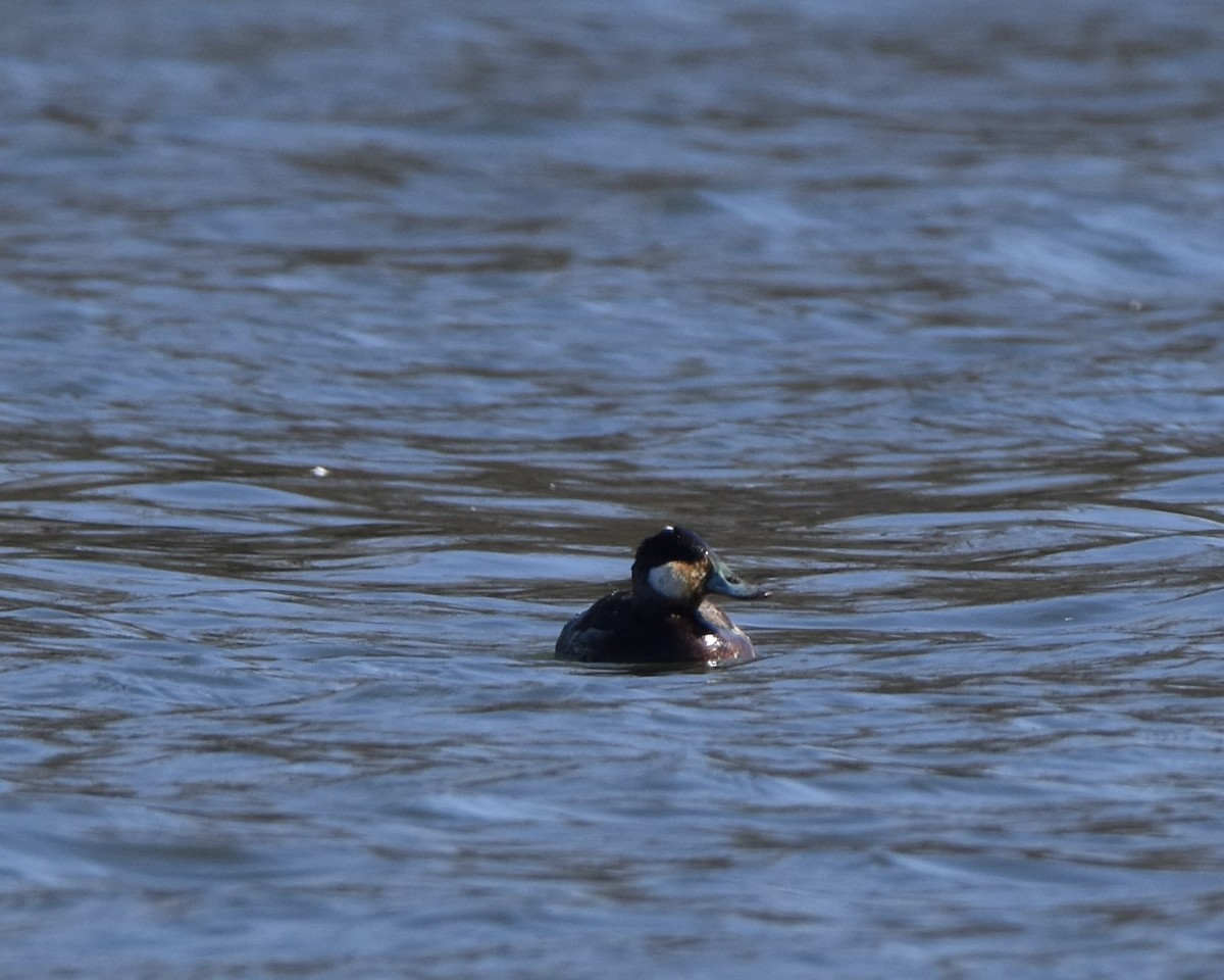 Amerika Dikkuyruğu - ML539536131