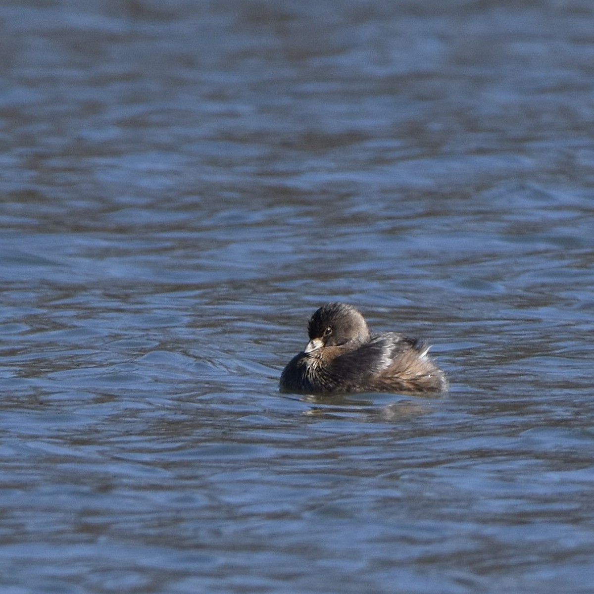 Kalın Gagalı Batağan - ML539536321