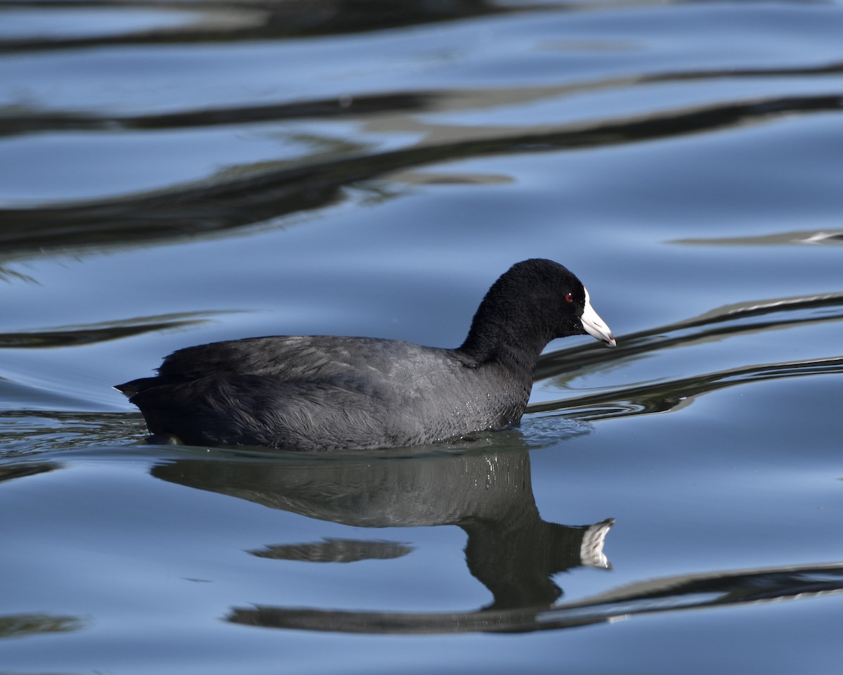 Amerika Mekesi - ML539536391