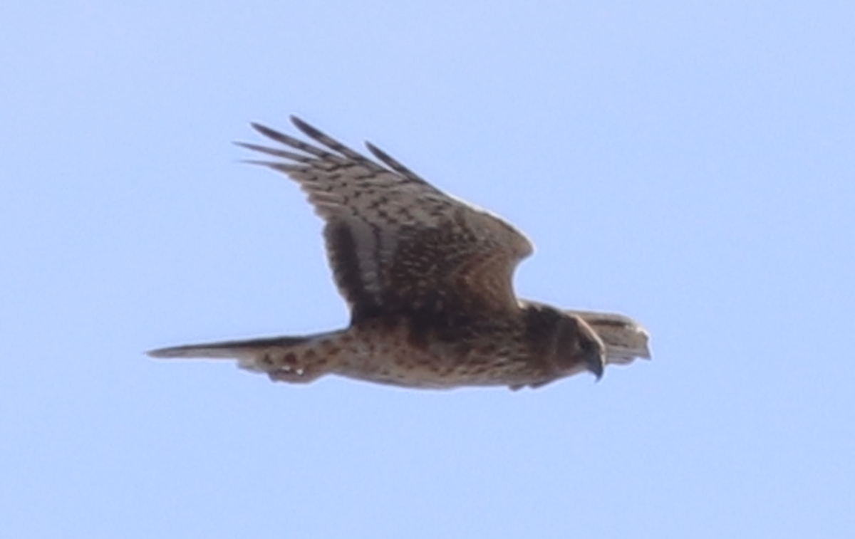 Northern Harrier - ML539537321
