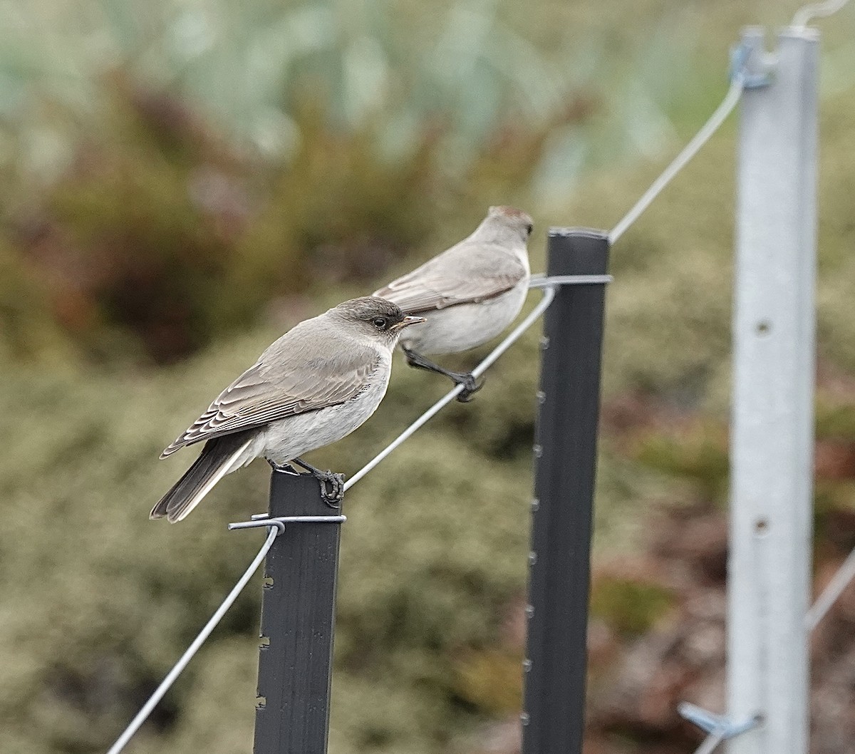 Dark-faced Ground-Tyrant (maclovianus) - ML539537661