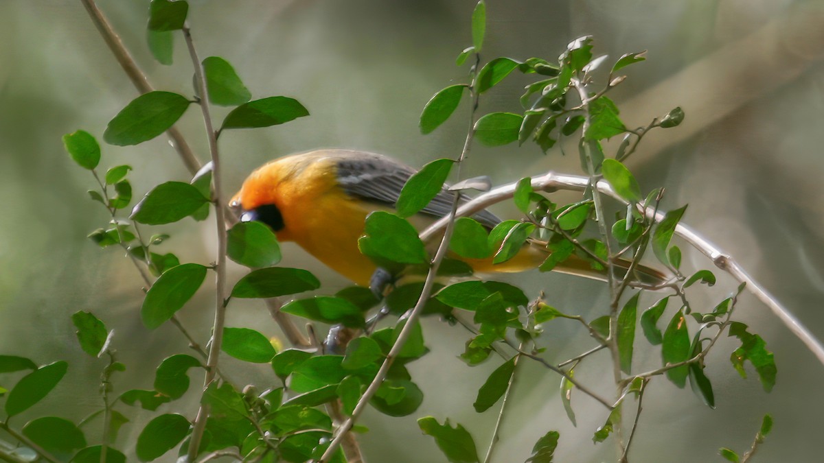 Oriole à dos rayé - ML539539621