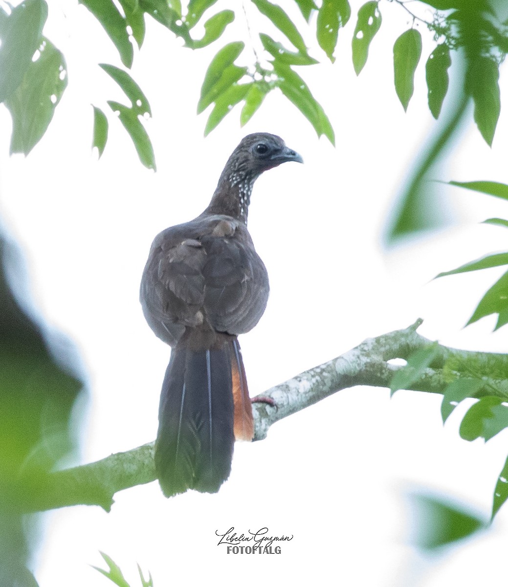 Speckled Chachalaca - ML539540171