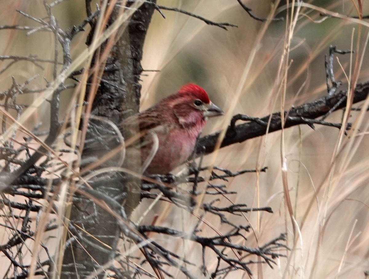Cassin's Finch - Cathy Beck