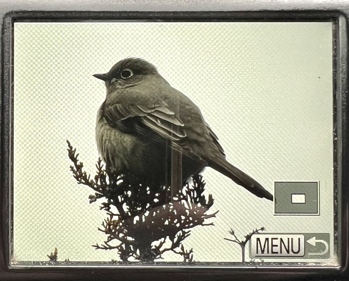 Townsend's Solitaire - ML539540591