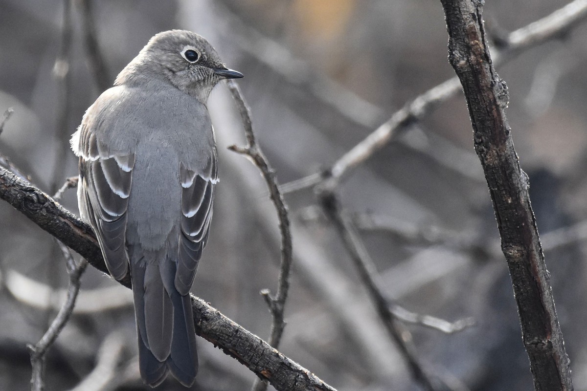Townsend's Solitaire - ML539540841