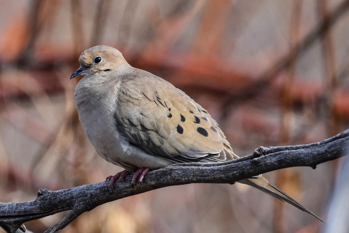 Mourning Dove - T G