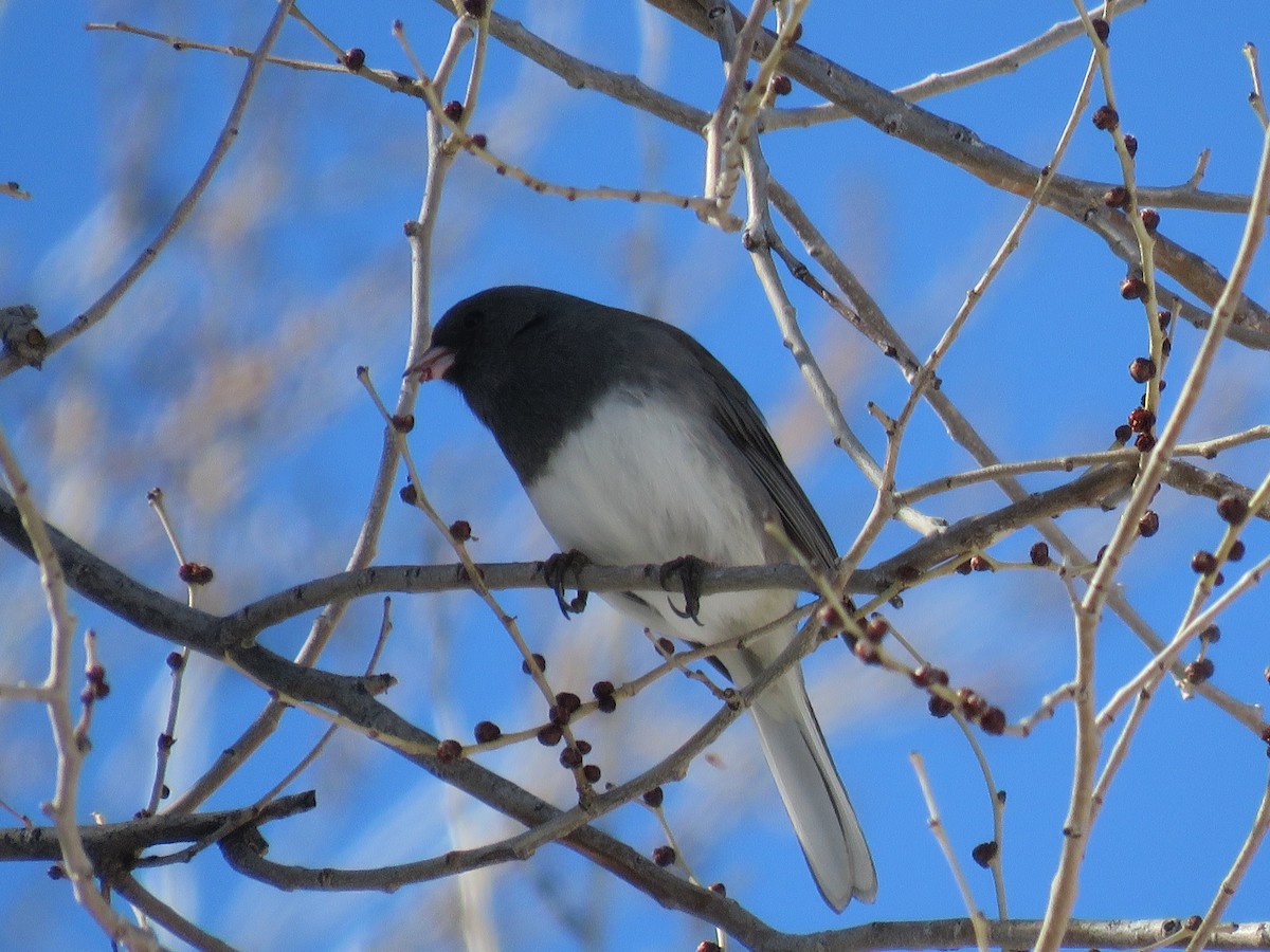 Junco ardoisé (hyemalis/carolinensis) - ML539541031