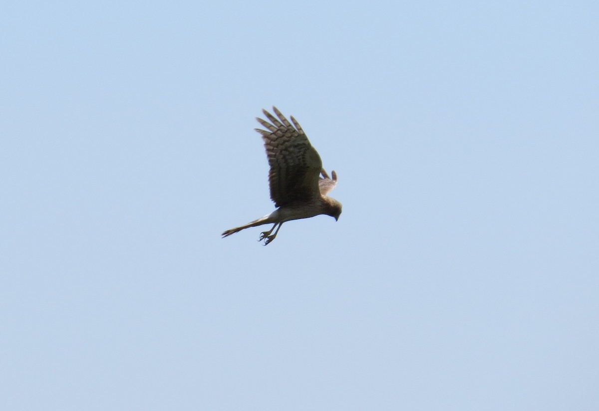 Aguilucho de Hudson - ML53954241