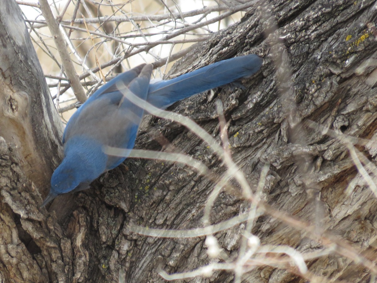 Woodhouse's Scrub-Jay - ML539543161