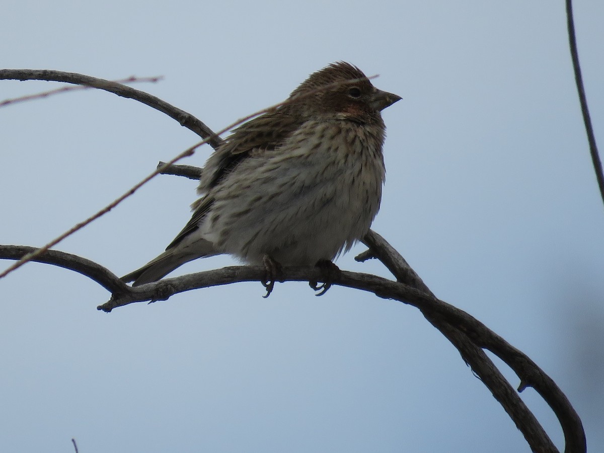 Cassin's Finch - ML539543821