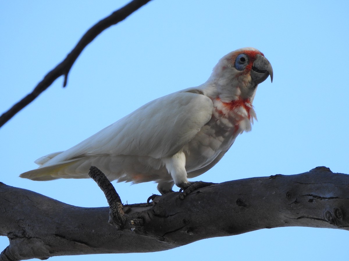 Long-billed Corella - ML539543931