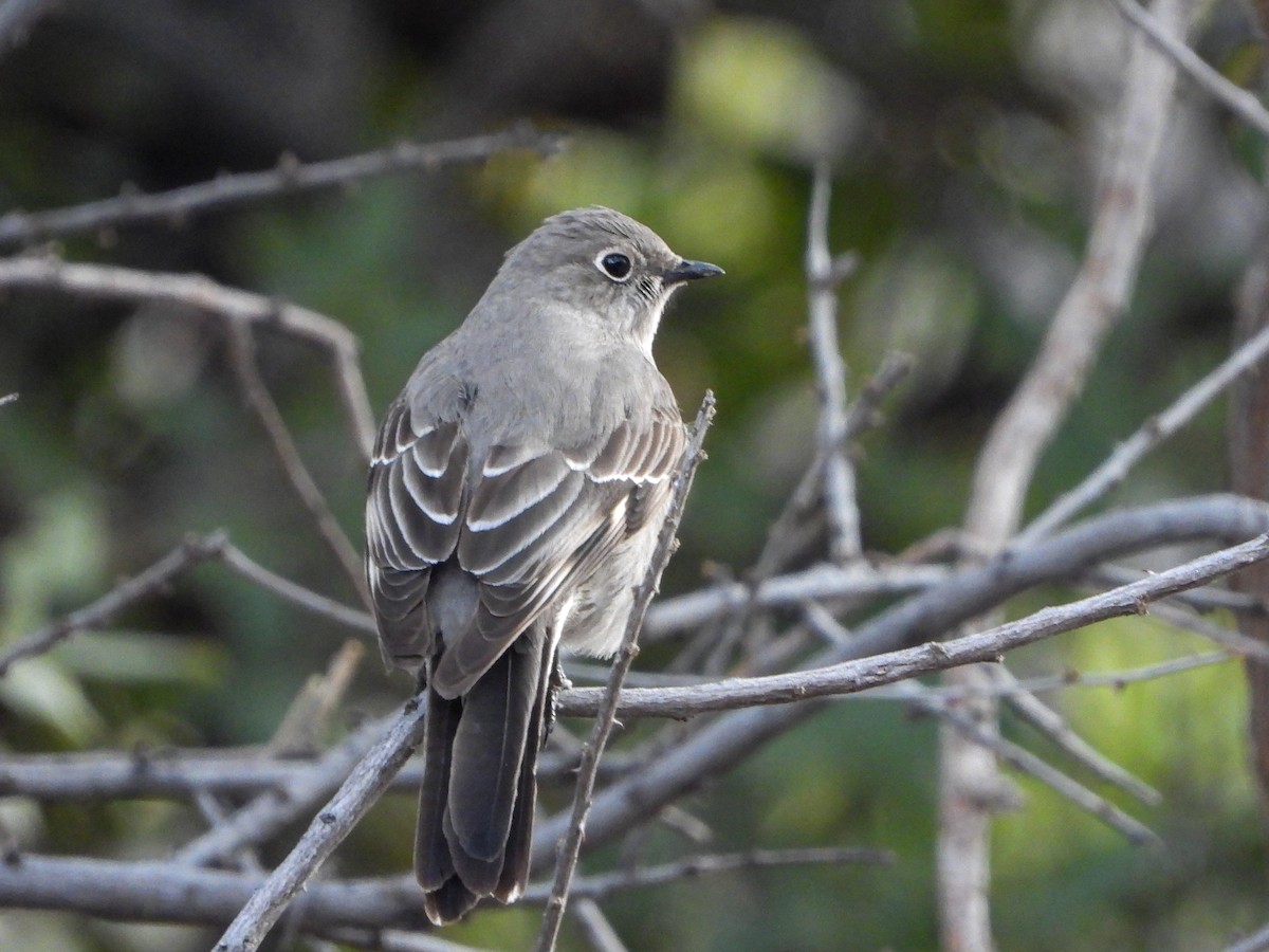 Townsend's Solitaire - ML539544101