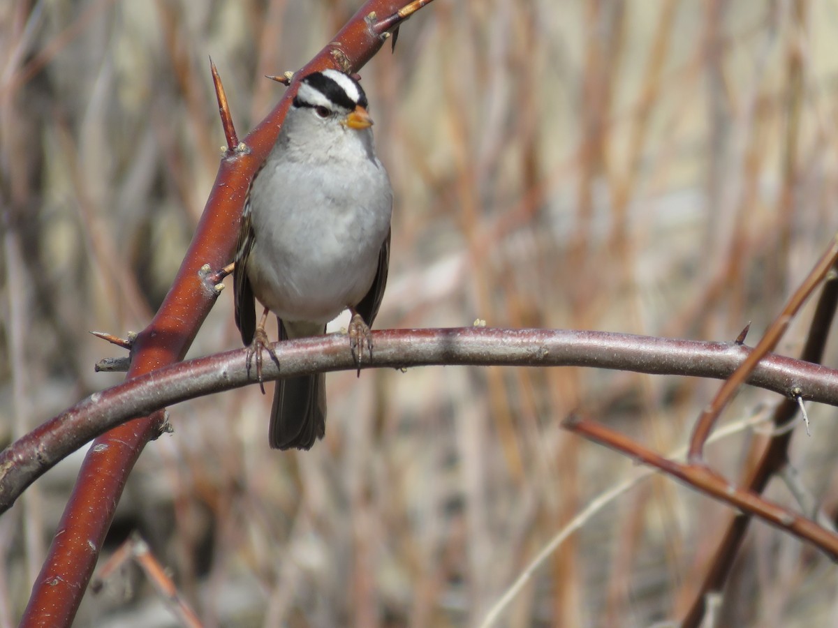 White-crowned Sparrow - Rebecca Laroche