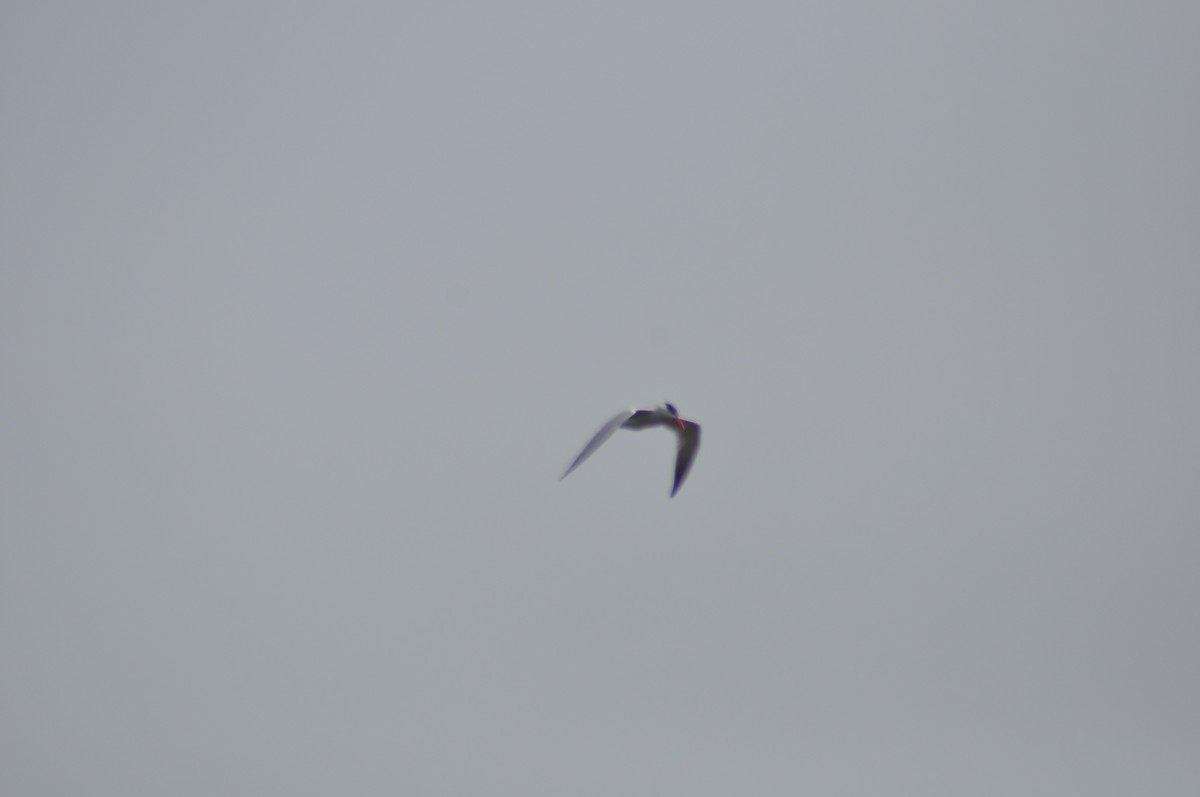 Caspian Tern - ML53954591