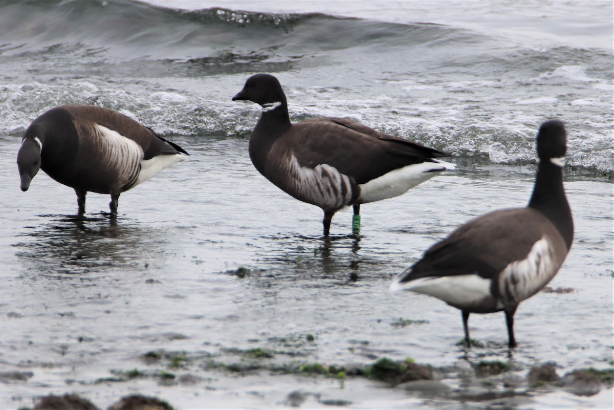 Barnacla Carinegra (nigricans) - ML539546151