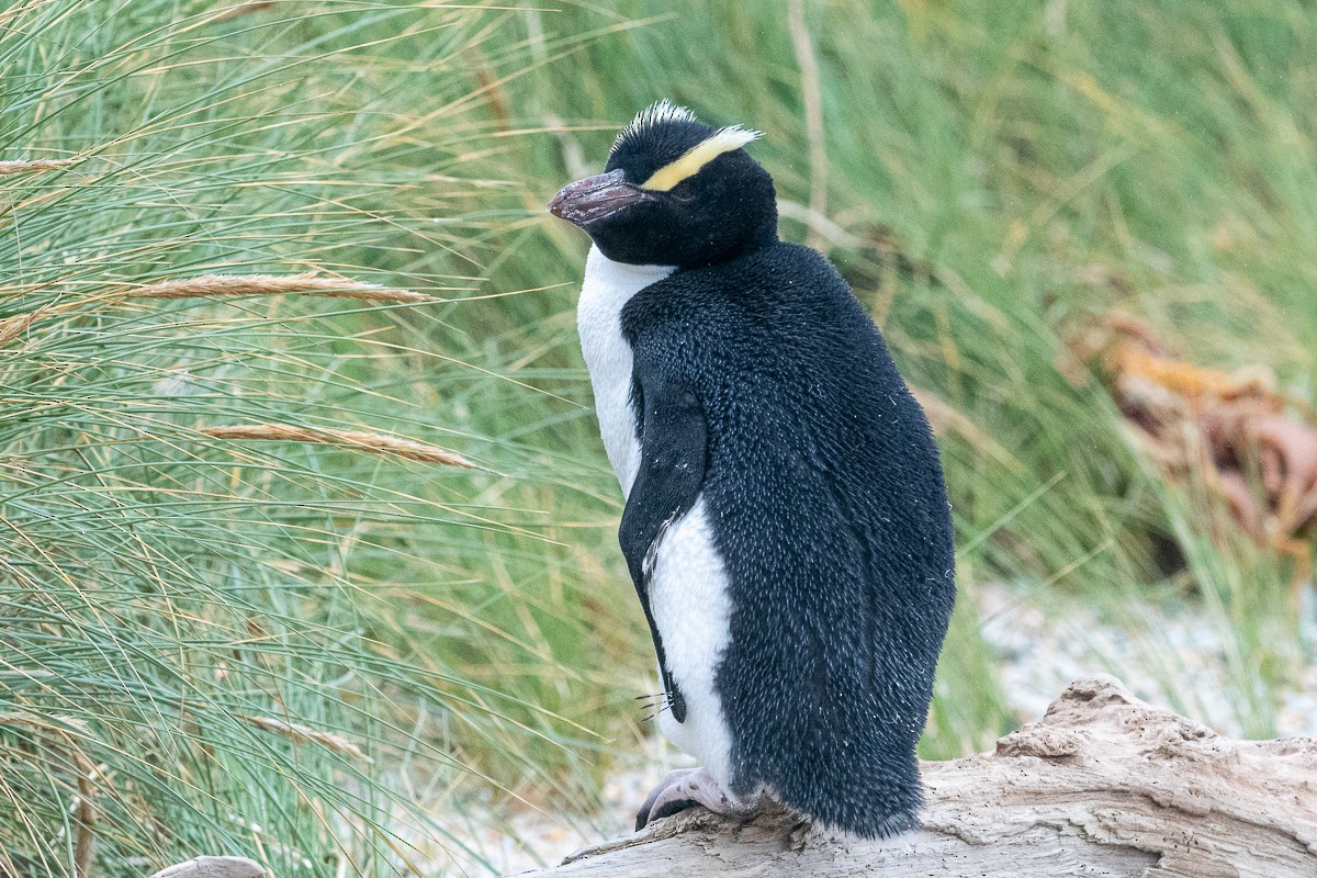 Erect-crested Penguin - ML539547811