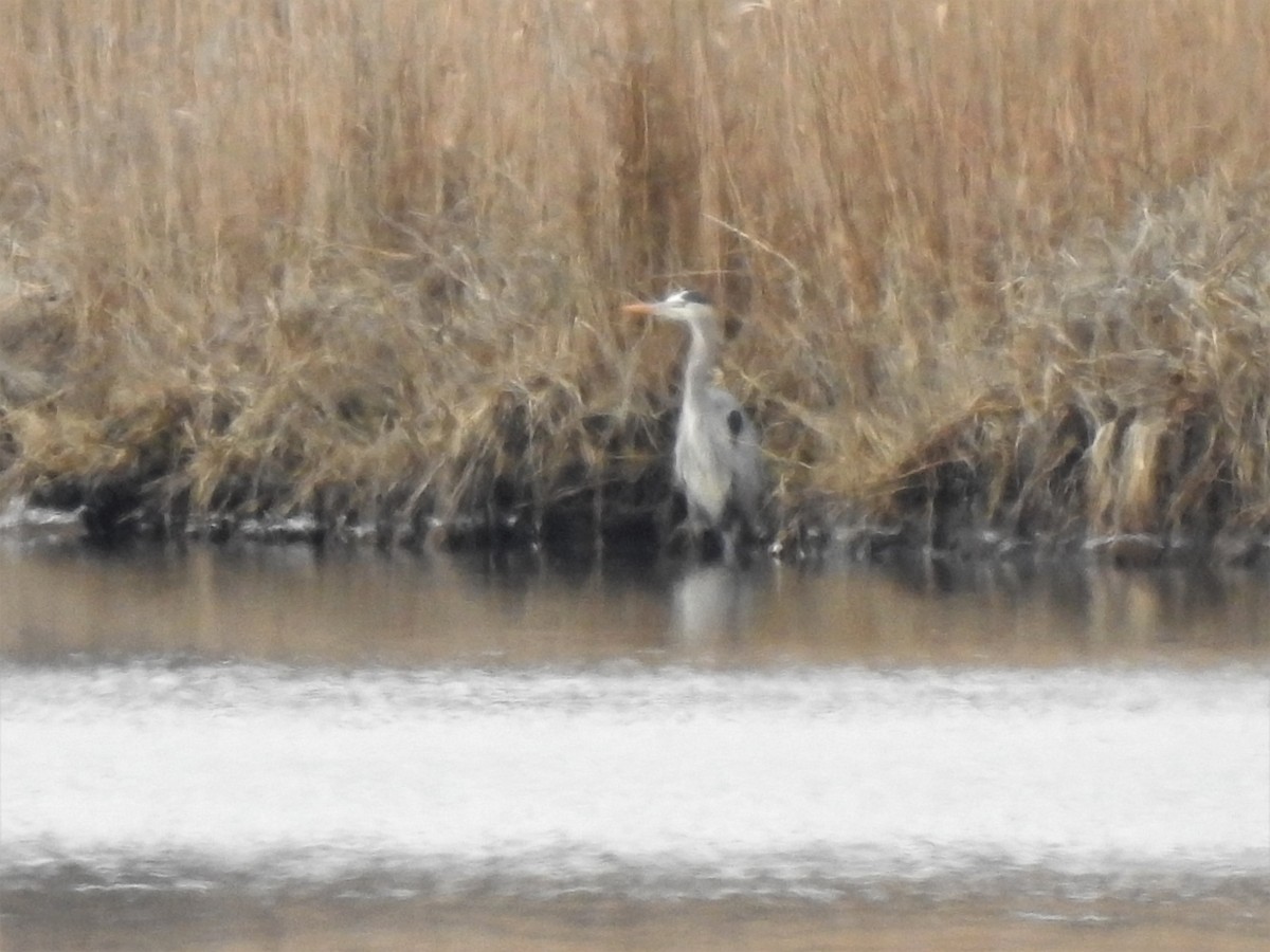 Great Blue Heron - ML539548601