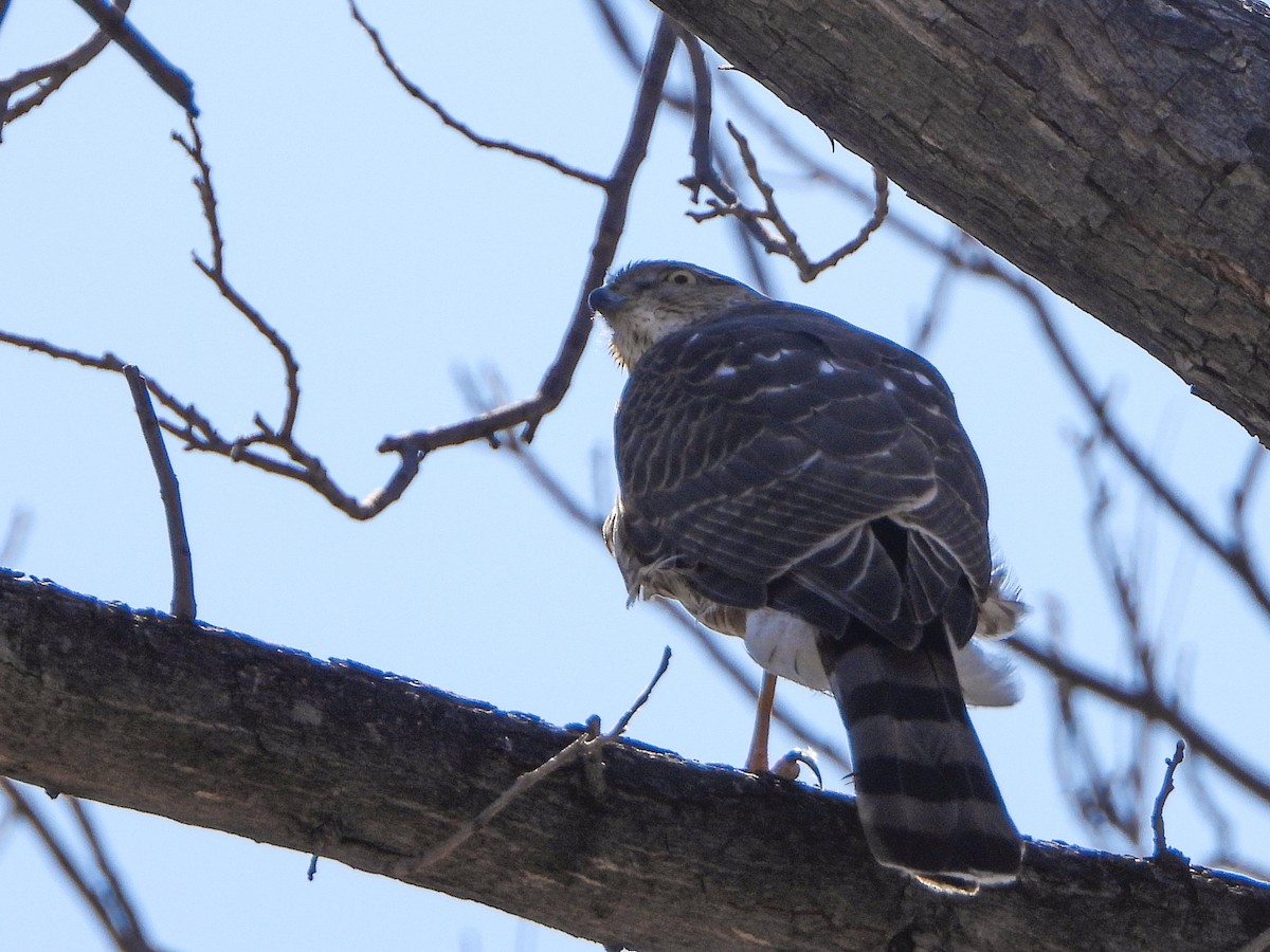 Sharp-shinned Hawk - ML539550381