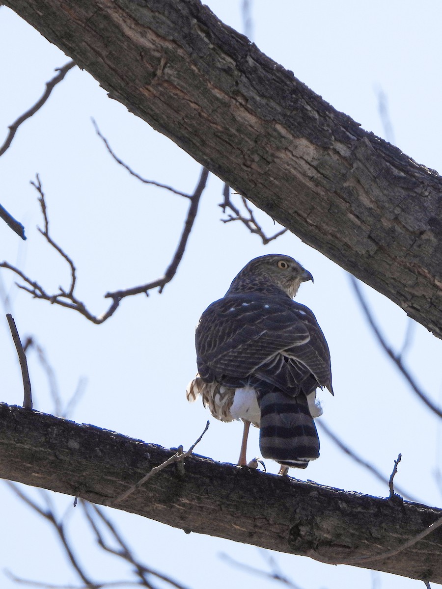 Sharp-shinned Hawk - ML539550391