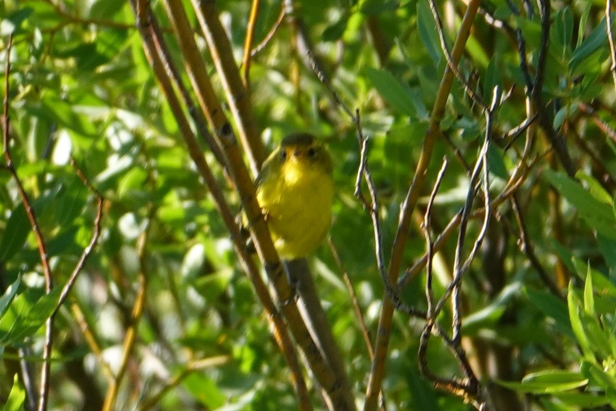 Wilson's Warbler - ML539550461