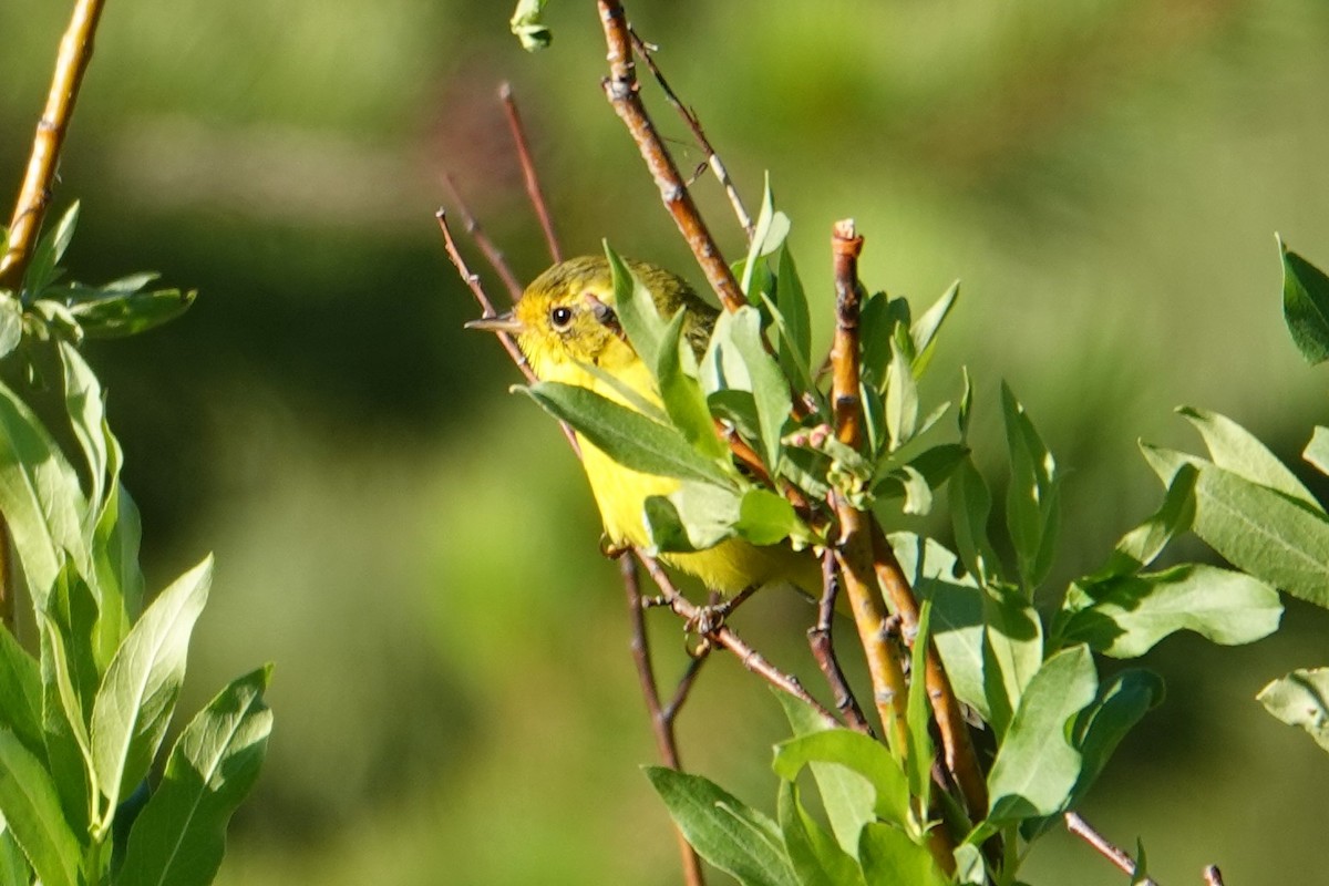Wilson's Warbler - ML539550481