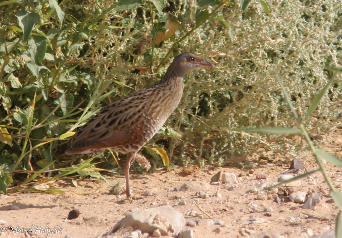 Corn Crake - ML539551181