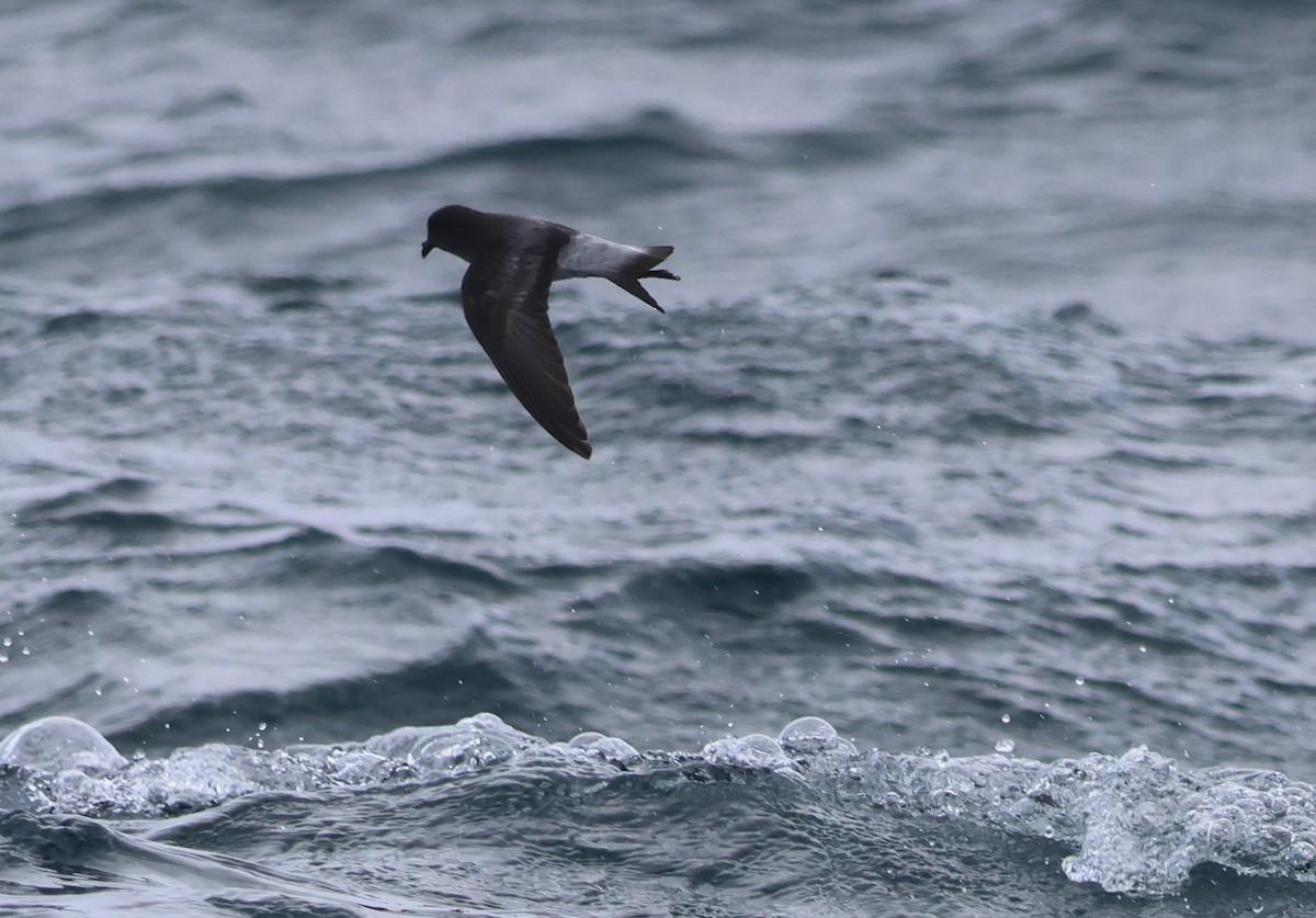 Gray-backed Storm-Petrel - ML539551661