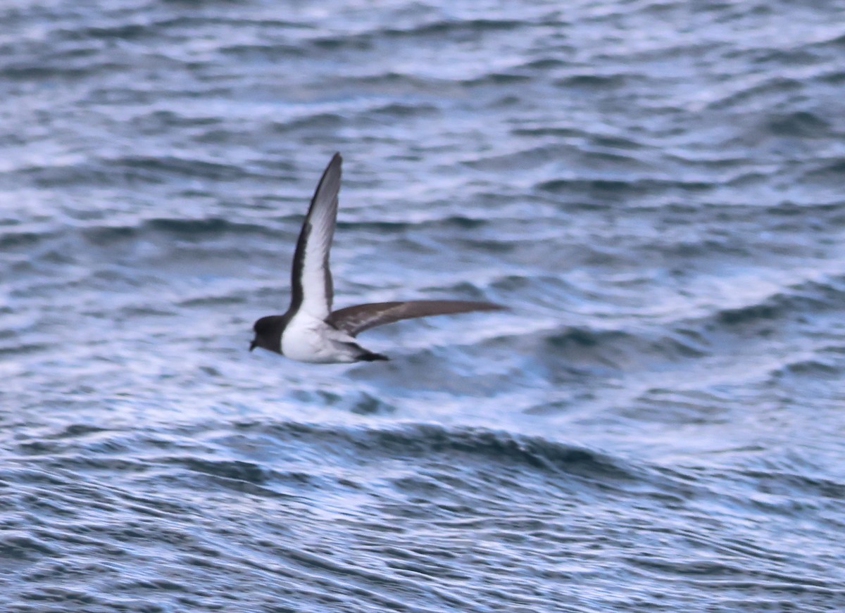 Gray-backed Storm-Petrel - ML539551671