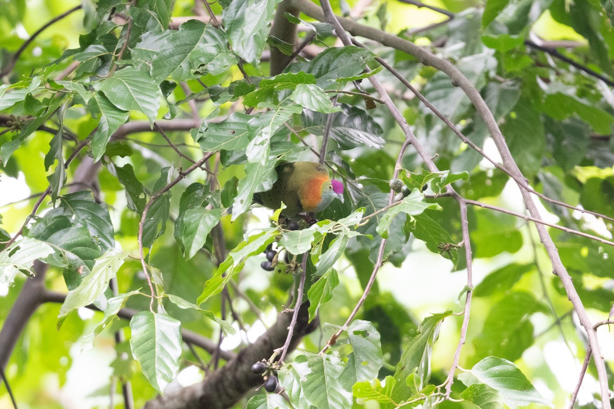 Superb Fruit-Dove - ML539552131